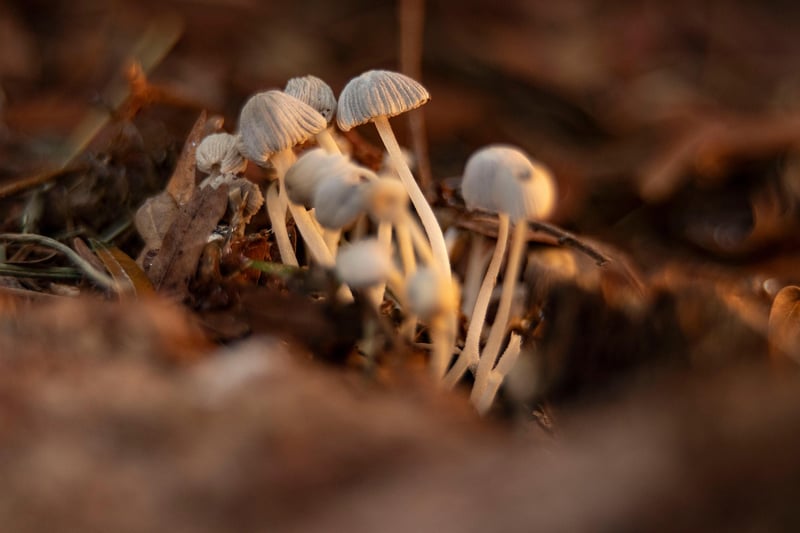 Space Microorganisms